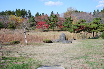 おいらせ　いちょう公園