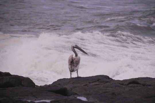 A single pelican on the rocks. By the wild Atlantic ocean. Yzerfontain, West coast of South Africa, Africa.  