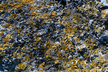 Lichen on natural stone.top view.Texture,background