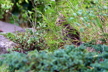 cat in the bush