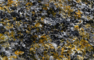 Lichen on natural stone.top view.Texture,background