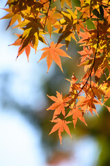 多聞院（埼玉県）の紅葉