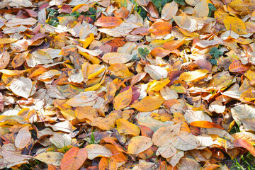 Fall leaves on ground in yellow and gold color
