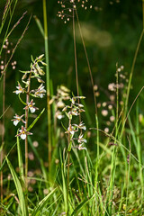 Geo-Pfad bei Achenkirch in Tirol Österreich