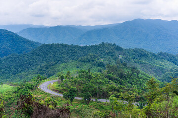 Naklejka premium Landscape of green forest and mountain covered misty foggy in the winter morning. Beautiful scenery with natural green background and copy space for your text.