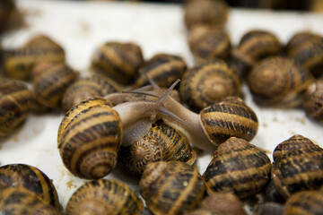 Two snails are stuck together, the process of reproduction of edible snails (Helix Aspersa Maxima). Snail Farming business
