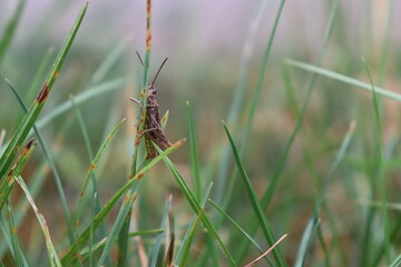 grasshoper