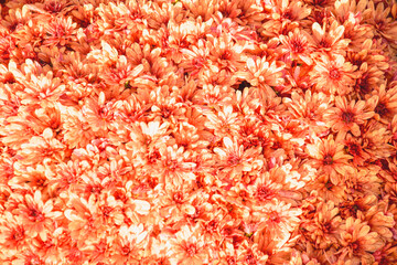 Autumn flowers, flowering bush, flowers background, nature, park, beauty, autumn, flowers, bloom,...