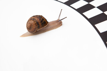 snail racing team (running, competition) slowly crawl five snails on the starting line, left, close, white background, free space for text, nobody