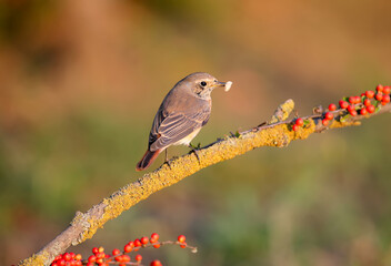 The common redstart female (Phoenicurus phoenicurus), close-up, sits on a branch against a blurred background. Keeps maggot in its beak. Soft morning light
