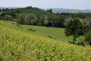 Fototapeta na wymiar View of the verdant hills in Piedmont.