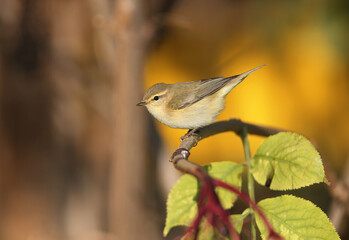 The common chiffchaff (Phylloscopus collybita) sits on a branch in the morning light against a bright yellow background.