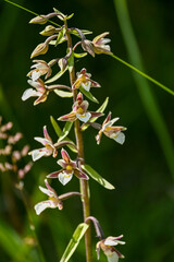 Geo-Pfad bei Achenkirch in Tirol Österreich