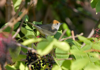 Fototapeta premium Have you seen the Eurasian blackcap?