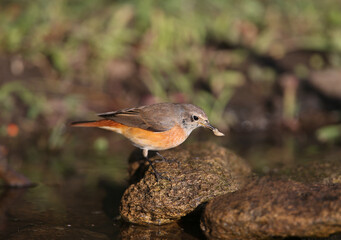 The common redstart female (Phoenicurus phoenicurus), close-up, sits on a branch against a blurred background. Keeps maggot in its beak. Soft morning light