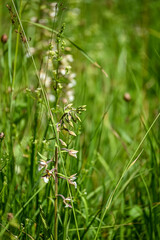 Geo-Pfad bei Achenkirch in Tirol Österreich