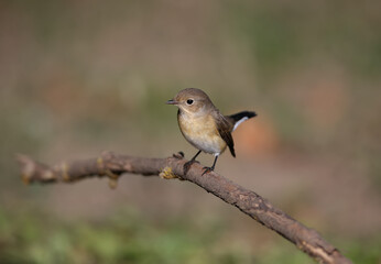Close-up photo of a female red-breasted flycatcher (Ficedula parva) sitting on a branch against a blurred background. Soft morning light