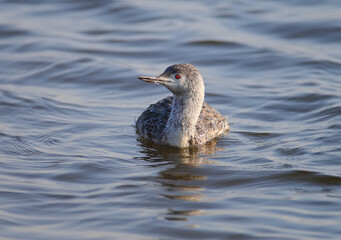 Close-up photo of a red-throated loon in winter plumage swims in the water of the estuary