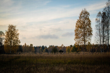 Obraz premium autumn walk in the forest with sandy road 