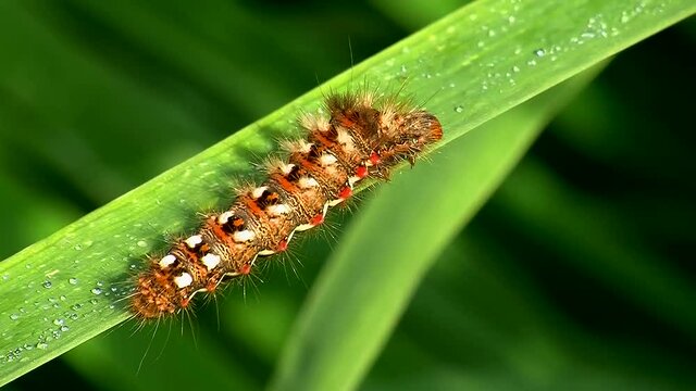 Langsam bewegt sich die Raupe einer Ampfer-Rindeneule (Schmetterling) auf dem nassen Blatt vorw&auml;rts