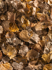 background with brown autumn leaves