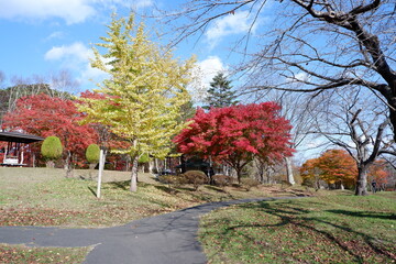 おいらせ　いちょう公園