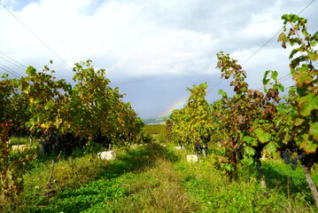 Fototapeta na wymiar Vineyards of Japanese wineries on a sunny autumn day