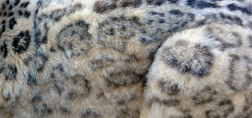 Skin of  snow leopard is a large cat native to the mountain ranges of Central and South Asia. It is...