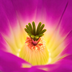 MACRO PHOTOGRAPHY OF A CACTUS FLOWER