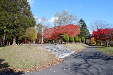 おいらせ　いちょう公園
