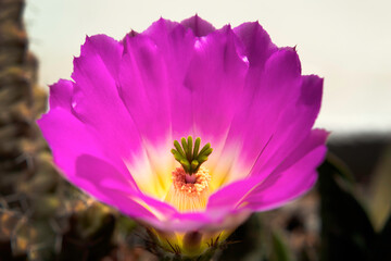MACRO PHOTOGRAPHY OF A CACTUS FLOWER