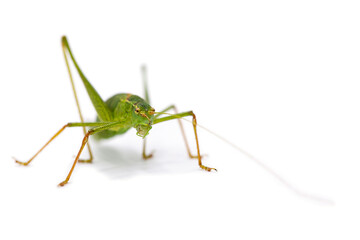 macro of a grasshopper isolated on white