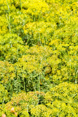 obtaining a harvest of high-quality dill products