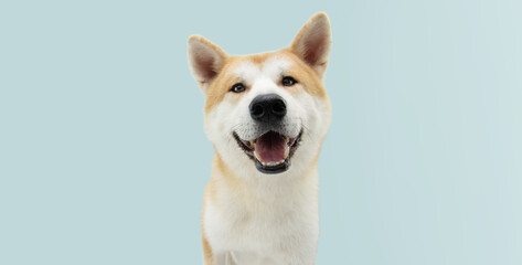 Happy akita dog isolated on blue colored background.