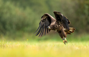 White tailed eagle ( Haliaeetus albicilla )