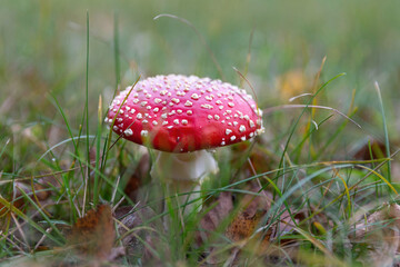 Fly agaric mushroom