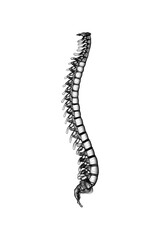 2d illustration human vertebral column
