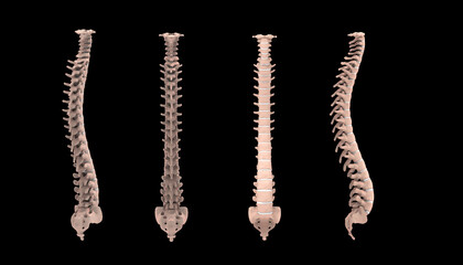 3d illustration human vertebral column
