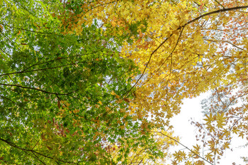 가을을 느낄 수 있는 나무들