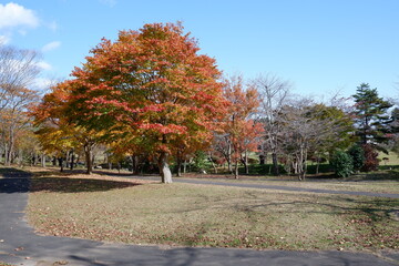 おいらせ　いちょう公園