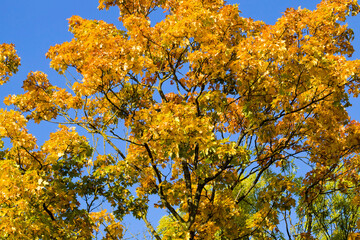 yellow foliage of deciduous maple