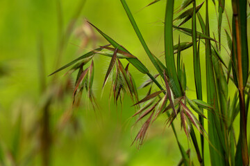 Beautiful flowers of a wild grass from Western Ghats