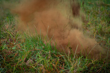 Obraz premium woman leg kicking puffball mushroom with brown smog from it 