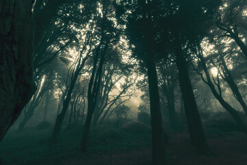 The mystical fog of the Sintra forest, Portugal
