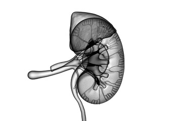 2d rendering human healthy kidneys
