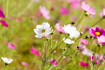 コスモス畑