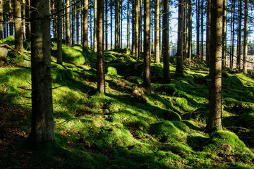 Obraz premium trees in the forest