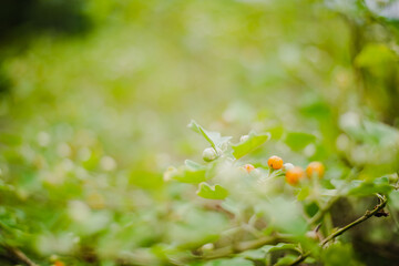 Solanum incanum grow in local farm