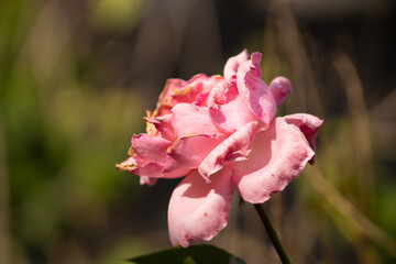 Pink bloomed rose in a blurred background 