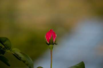 A single bright pink rosebud